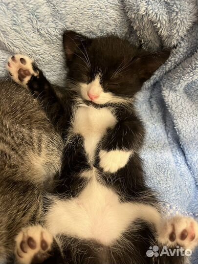 Котенок девочка Бэтмэн