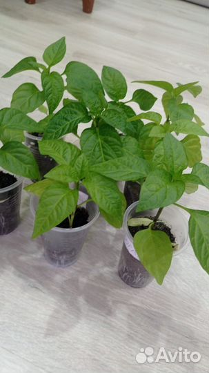 Рассада перца