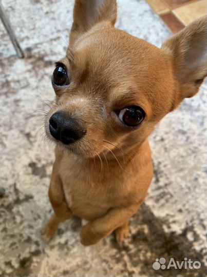 Чихуахуа мини вязка