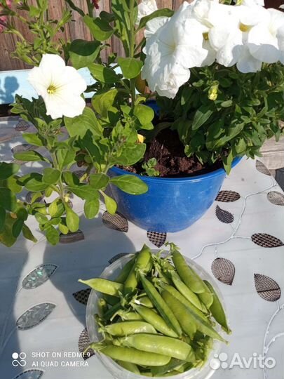 Горошек свежий