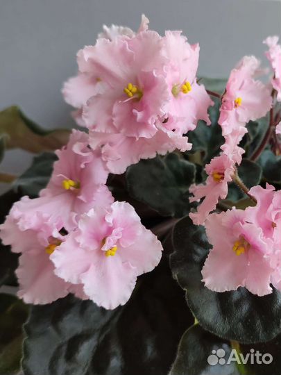 Набор из четырех фиалок