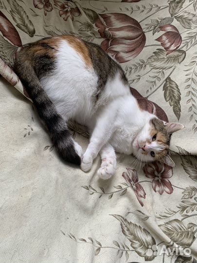 Кошечка в добрые ручки