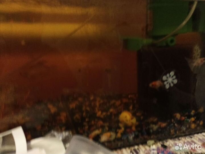 Аквариумные рыбки