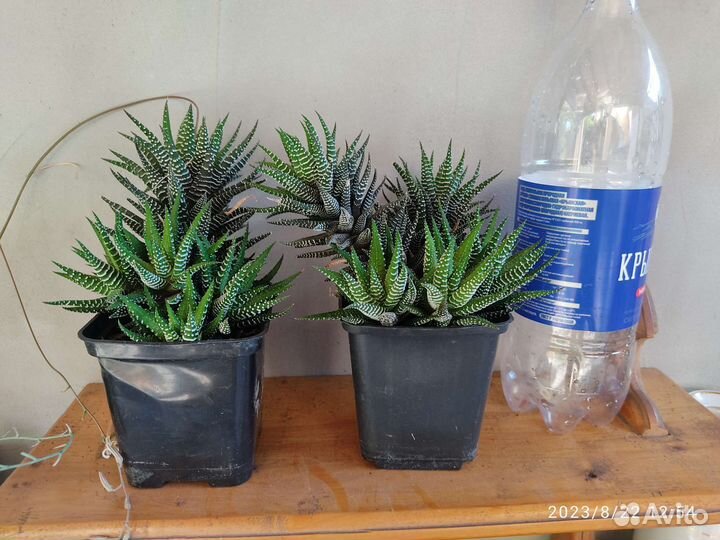 Кактусы и суккуленты