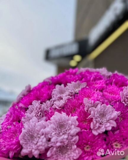 Хризантема