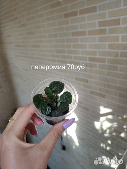 Ктенанта амагрис, монстера, сингониум и мн.др