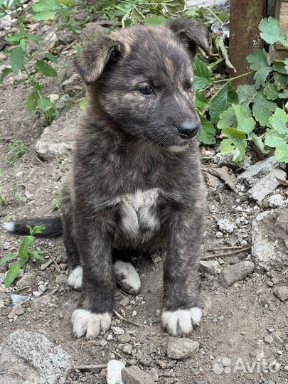 Собака в добрые руки щенок