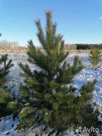 Новогодние елки сосны опт