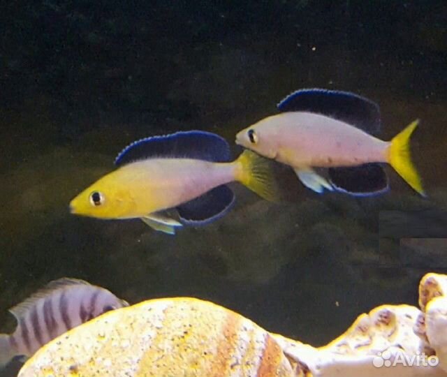 Цихлиды о.Танганьика