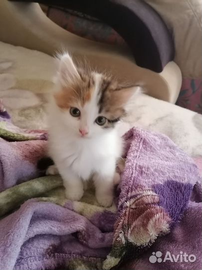 Кошка в дар