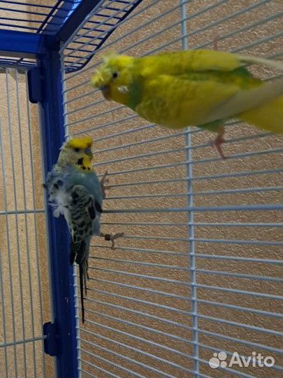 Хагоромо попугаи крестед(хохлатый) + носители хаго