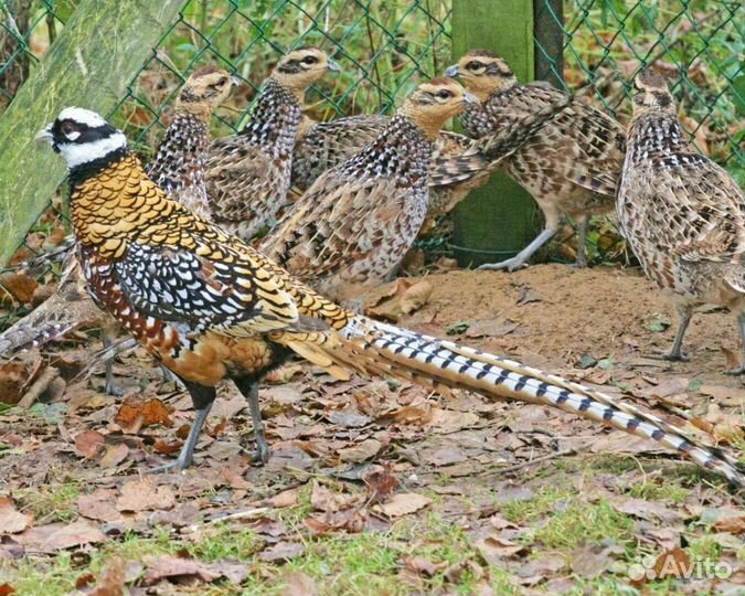 Павлины, фазаны