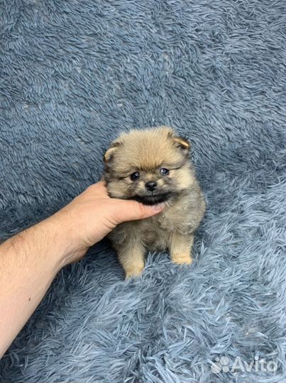 Девочки и мальчики Шпица померанский