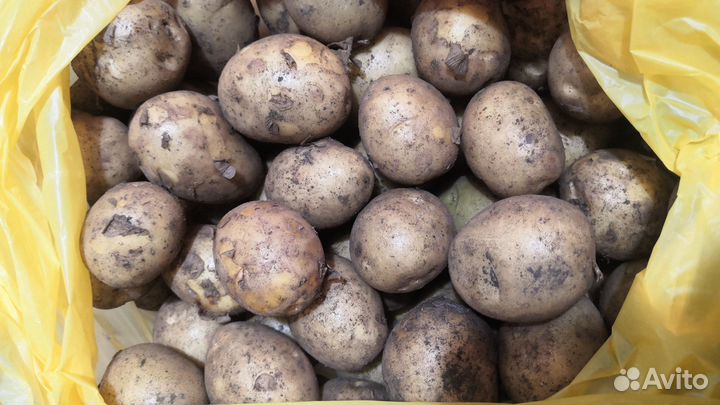 Продам средний картофель, на еду