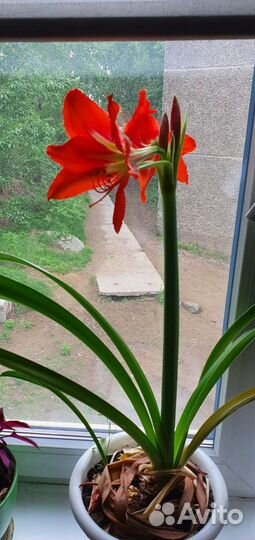 Гиппеаструм