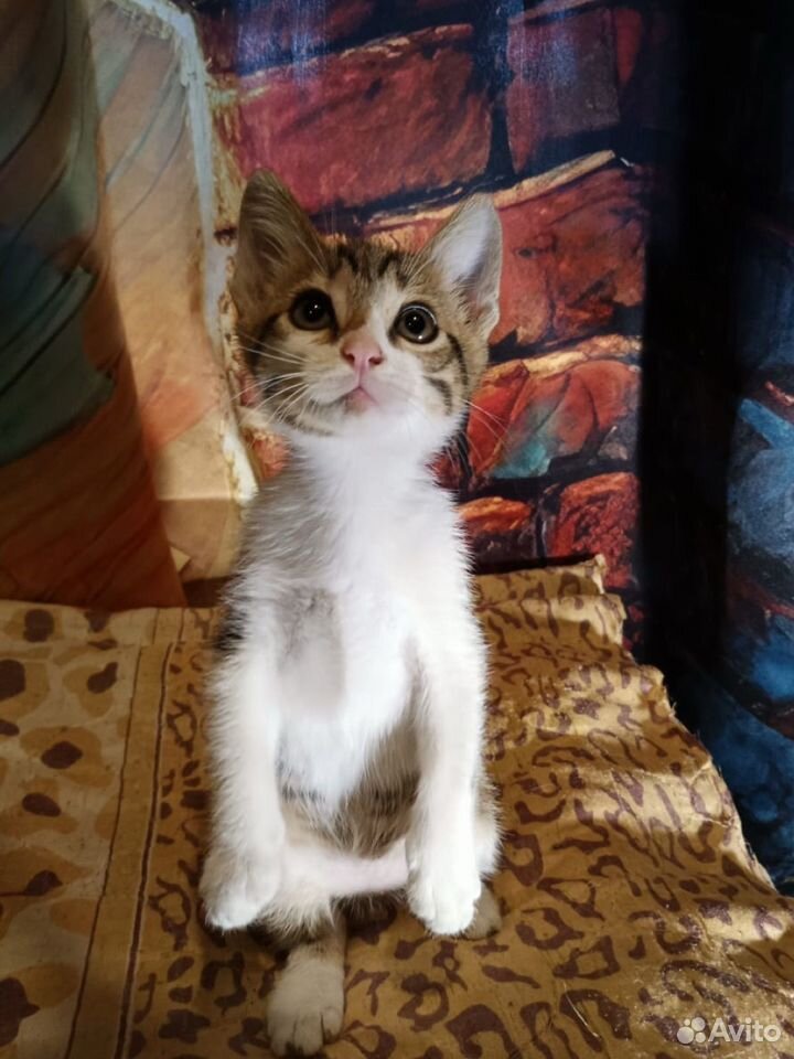 Котёнок в добрые руки, Краснодар