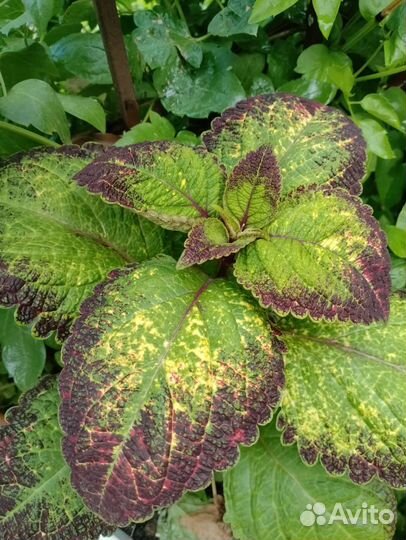 Черенки колеуса