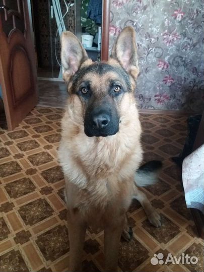 Кобель немецкая овчарка вязка