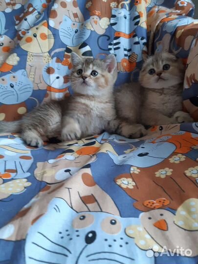 Шотландские котята