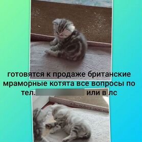 Британские котята