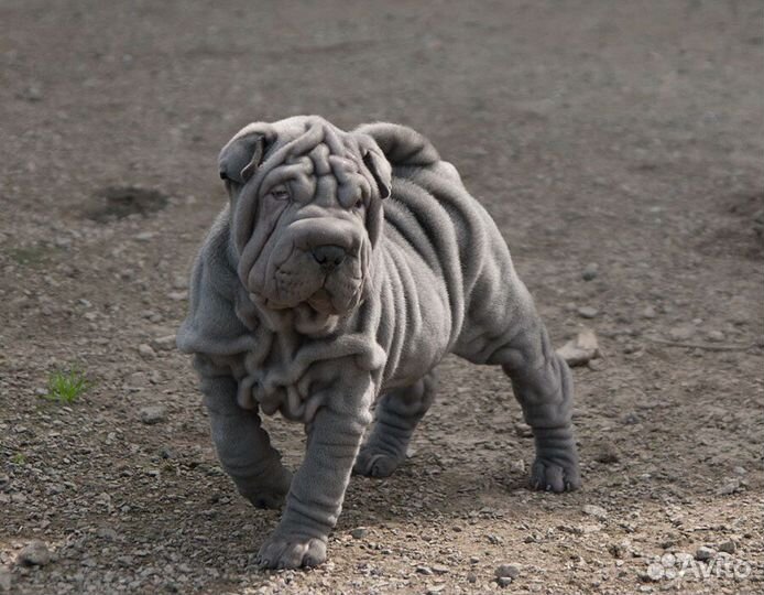 Щенки шарпей