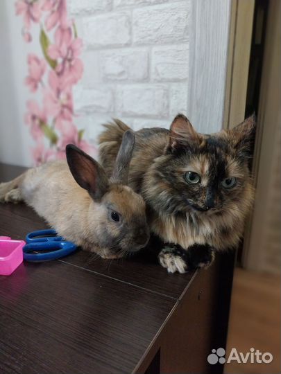 Голландский кролик