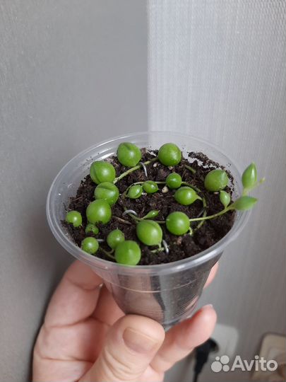 Сенецио (крестовник) Роули