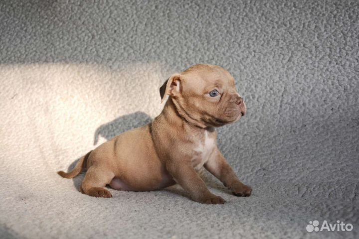 Американский булли. Девочка