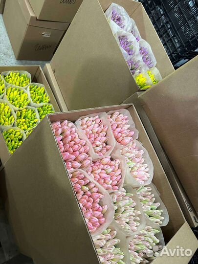 Свежие тюльпаны оптом с доставкой