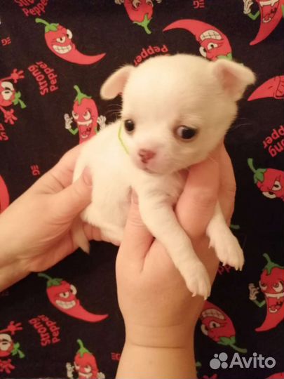 Чихуахуа разные окрасы