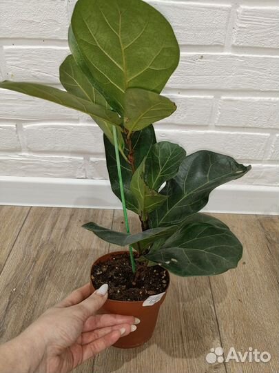 Фикус лирата бамбино комнатные растения цветы