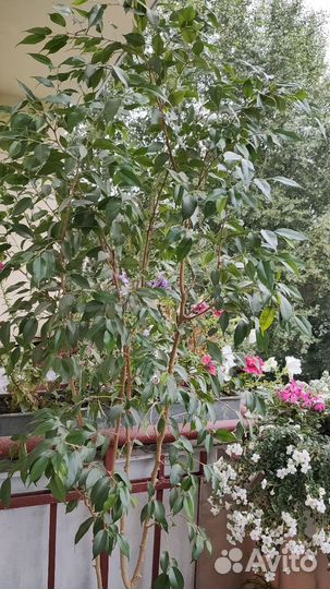 Фикус бенджамина большой