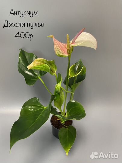 Антуриум джоли пульс