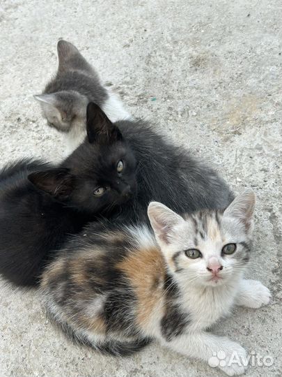 Отдам в хорошие руки котят бесплатно