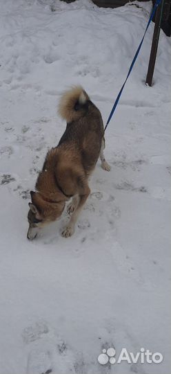 Охотничьи собаки