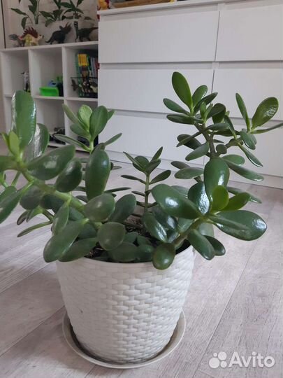 Толстянка(денежное дерево)