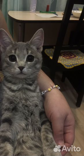 Британская