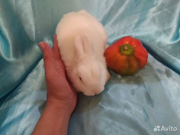 Карликовый декоративный кролик гермелин