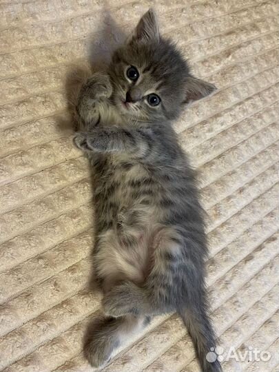 Отдам котёнка (девочка) в хорошие руки