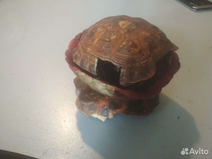 Пепельница из панциря черепахи