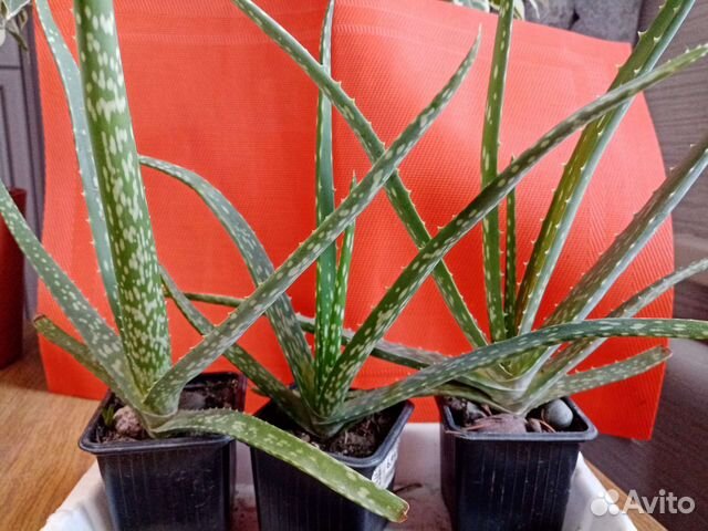 Алоэ вера пестролистный