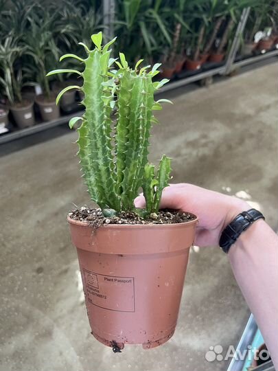 Эуфорбия Тригона молочай