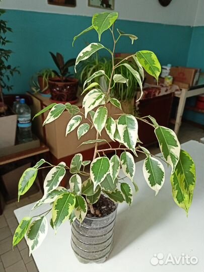 Фикус бенджамина