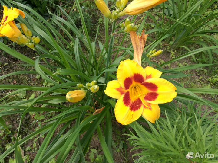 Продам цветы