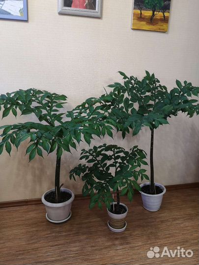 Аморфофаллус