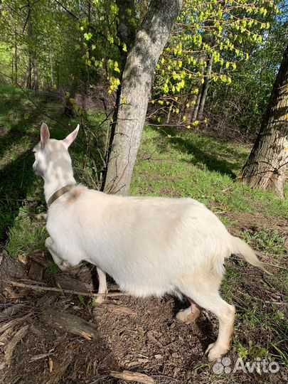 Коза + козлята