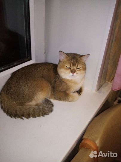 Британский кот на вязку