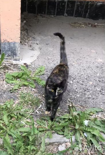 Кошка