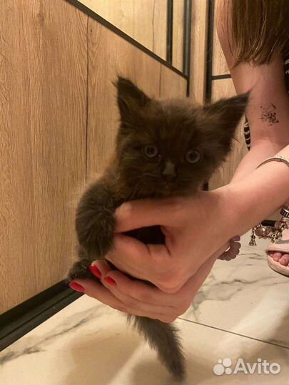 Отдаю котенка в хорошие руки