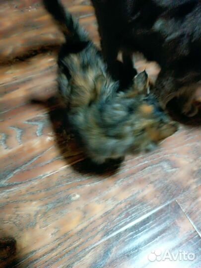 Кошки в добрые руки бесплатно